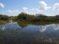 NL, Noord-Holland, Texel, De Horsmeertje 15, Saxifraga-Foto Fitis-Sytske Dijksen