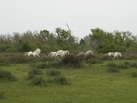 F, Bouches-du-Rhone, Arles, Domaine de la Pallisade 23, Saxifraga-Willem van Kruijsbergen