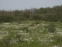 F, Bouches-du-Rhone, Arles, Domaine de la Pallisade 9, Saxifraga-Willem van Kruijsbergen