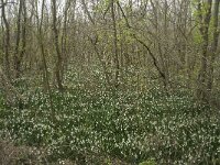 F, Bouches-du-Rhone, Arles, Marais du Vigueirat 17, Saxifraga-Willem van Kruijsbergen