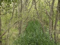 F, Bouches-du-Rhone, Arles, Marais du Vigueirat 19, Saxifraga-Willem van Kruijsbergen