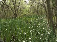 F, Bouches-du-Rhone, Arles, Marais du Vigueirat 22, Saxifraga-Willem van Kruijsbergen