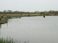 F, Bouches-du-Rhone, Arles, Marais du Vigueirat 7, Saxifraga-Willem van Kruijsbergen