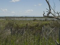 F, Bouches-du-Rhone, Saintes Maries de la Mer, Etang de Vaccares 3, Saxifraga-Marijke Verhagen