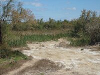 F, Bouches-du-Rhone, Saintes Maries de la Mer, La Capelliere 6, Saxifraga-Jan van der Straaten