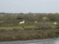 F, Bouches-du-Rhone, Saintes Maries de la Mer, Parc Ornithologique 8, Saxifraga-Willem van Kruijsbergen