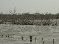F, Gard, Vauvert 12, Parc du Scamandre, Saxifraga-Willem van Kruijsbergen