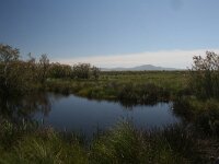 GR, Evros, Alexandroupolis, Evros Delta 73, Saxifraga-Dirk Hilbers