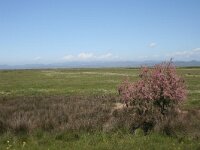 GR, Evros, Alexandroupolis, Evros Delta 78, Saxifraga-Dirk Hilbers