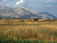 GR, Peloponnesos, Mesolonghi 22, Saxifraga-Jan van der Straaten