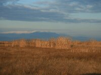 GR, Xanthi, Nea Kessani, Porto Lagos 20, Saxifraga-Dirk Hilbers