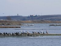 GR, Xanthi, Nea Kessani, Porto Lagos 4, Saxifraga-Dirk Hilbers