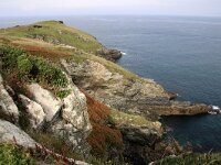GB, Cornwall, Tintagel, SW Coastpath, Willapark 1, Saxifraga-Foto Fitis-Sytske Dijksen