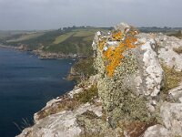 GB, Cornwall, Truro, SW Coastpath, Portloe Nare Head 3, Saxifraga-Foto Fitis-Sytske Dijksen