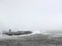 D, Schleswig-Holstein, Helgoland 22, Saxifraga-Bart Vastenhouw