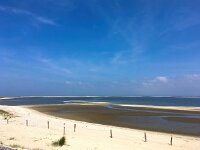 D, Schleswig-Holstein, List, Koenigshafen 2, Saxifraga-Bart Vastenhouw