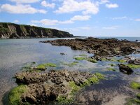 GB, Cornwall, Fowey, Polridmouth Beach 3, Saxifraga-Foto Fitis- Sytske Dijksen