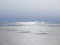 N, Spitsbergen, Noordelijke IJszee, Pakijs 2, Saxifraga-Bart Vastenhouw