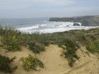 P, Beja, Odemira, Azenha do Mar 37, Saxifraga-Willem van Kruijsbergen