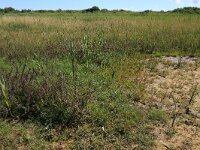 NL, Friesland, Vlieland, Tweede Kroons Polder 1, Saxifraga-Hans Boll