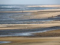 NL, Noord-Holland, Texel, De Hors 166, Saxifraga-Foto Fitis-Sytske Dijksen
