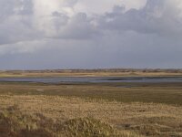 NL, Noord-Holland, Texel, De Slufter 41, Saxifraga-Jan Nijendijk