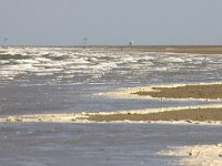 NL, Noord-Holland, Texel 99, Saxifraga-Foto Fitis-Sytske Dijksen