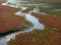 NL, Noord-Holland, Texel, Kwelder de Volharding 18, Saxifraga-Foto Fitis-Sytske Dijksen