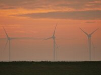 NL, Zeeland, Schouwen-Duiveland, Prunje 3, Saxifraga-Tom Heijnen