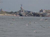 NL, Zuid-Holland, 's Gravenhage, Scheveningen 6, Saxifraga-Norman Deans van Swelm