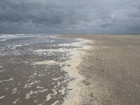 NL, Zuid-Holland, Westland, Monster 11, Saxifraga-Willem van Kruijsbergen