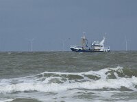 NL, Zuid-Holland, Westland, Monster 15, Saxifraga-Willem van Kruijsbergen