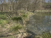 B, Liege, Eupen, Plombieres 1, Saxifraga-Willem van Kruijsbergen