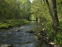 B, Liege, Plombieres, Geul 8, Saxifraga-Willem van Kruijsbergen