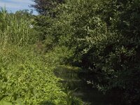 B, Limburg, Kinrooi, Nieuwe Abeek 4, Saxifraga-Marijke Verhagen