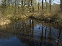 B, Limburg, Kinrooi, Stramprooierbroek 2, Saxifraga-Jan van der Straaten