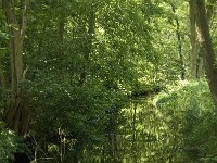 B, Limburg, Maaseik, Zanderbeek 6, Saxifraga-Jan van der Straaten