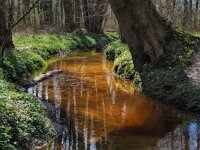NL, Drenthe, Aa en Hunze, Anlooerdiepje 4, Saxifraga-Hans Dekker