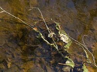 NL, Noord-Brabant, Bergeijk, Beekloop 7, Saxifraga-Marijke Verhagen