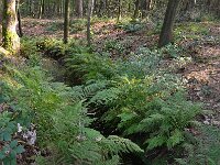 NL, Gelderland, Renkum, Bosbeek in Landgoed Quadenoord 2, Saxifraga-Tom Heijnen