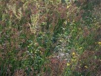 NL, Drenthe, Aa en Hunze, De Westerlanden 2, Saxifraga-Hans Boll