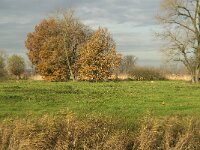 NL, Noord-Brabant, Sint-Oedenrode, Laageinde, Dommel 4, Saxifraga-Jan van der Straaten