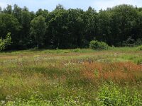 NL, Drenthe, Aa en Hunze, Balloerveld 1, Saxifraga-Hans Boll