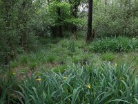 NL, Drenthe, Aa en Hunze, Deurzerdiep 99, Saxifraga-Hans Boll