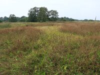 NL, Drenthe, Aa en Hunze, Drentsche Aa 122, Saxifraga-Hans Boll