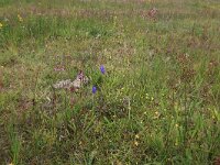 NL, Drenthe, Aa en Hunze, Eexterveld 108, Saxifraga-Hans Boll