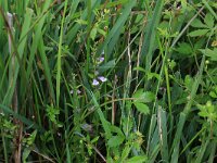 NL, Drenthe, Aa en Hunze, Eexterveld 50, Saxifraga-Hans Boll