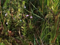 NL, Drenthe, Aa en Hunze, Eexterveld 59, Saxifraga-Hans Boll