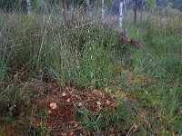 NL, Drenthe, Aa en Hunze, Gasterense duinen 21, Saxifraga-Hans Boll