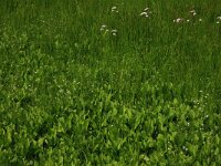 NL, Drenthe, Aa en Hunze, Oudemolen 35, Saxifraga-Hans Boll